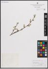Foto von Salix cantabrica Rech. f.